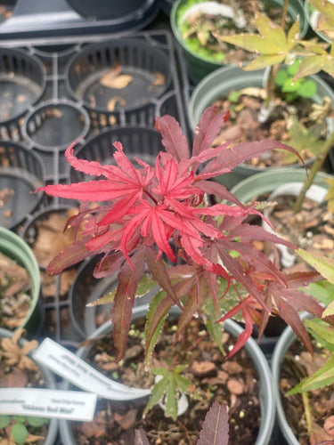 Acer palmatum 'Okken's Red Mini' - mapleridgenursery